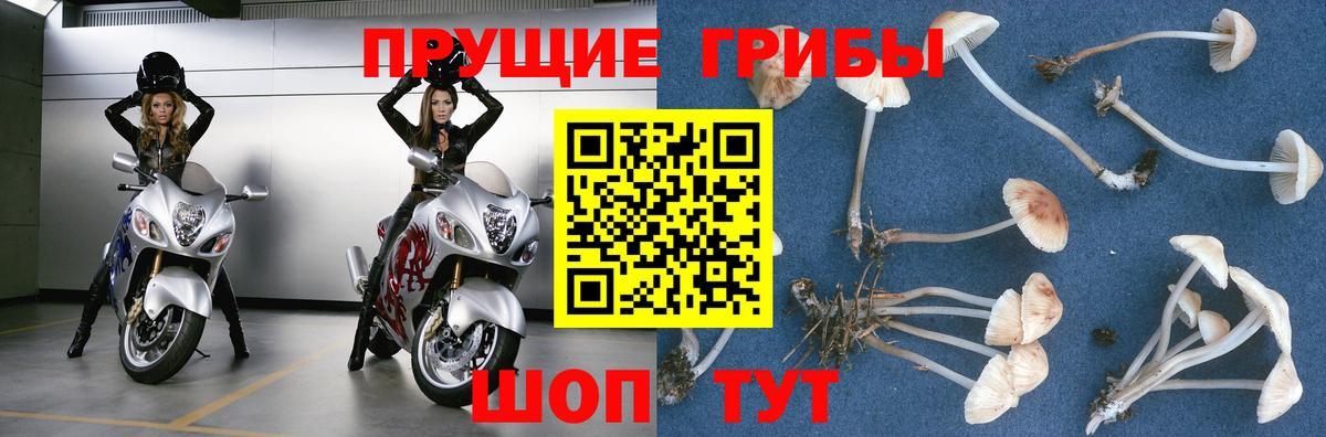 Псилоцибиновые грибы мицелий Советская Гавань